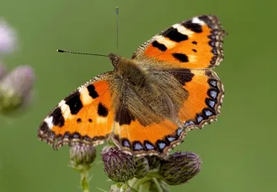 Produktbild von 3 D Ansichtskarte Schmetterling, kleiner Fuchs,  Postkarte Wackelkarte Hologrammkarte Tiere Tier Falter