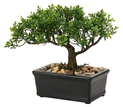 Image de Bonsaï artificiel – Plante d'intérieur, podocarpus japonais décoratif pour la maison et le bureau