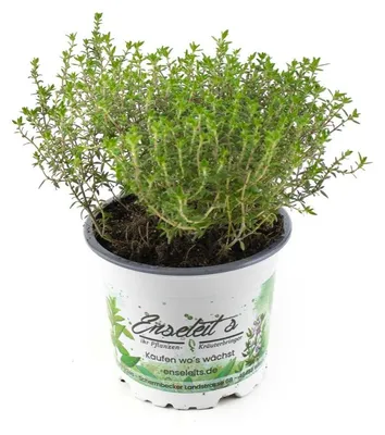 Produktbild von Enseleits Orangenthymian, Orangen Thymian, Frische Kräuter Pflanze
