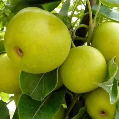 Produktbild von Nashi Nijiseiki Nashibaum - Buschbaum Topfballen (Versandzeit: ganzjährig)