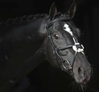 Produktbild von Covalliero Zaumzeug Cancun Pony Schwarz