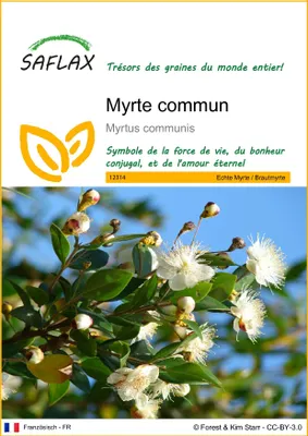 Image de SAFLAX  - Myrte commun - 30 graines - Myrtus