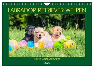 Produktbild von Labrador Retriever Welpen - Kleine Weltentdecker (Wandkalender 2027 DIN A4 quer), CALVENDO Monatskalender
