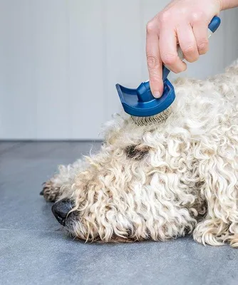 Produktbild von Famanu Tierpflegebürste für Hunde und Katzen - Ergonomischer Griff, Edelstahlstifte