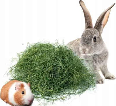 Heu und Futter für Meerschweinchen