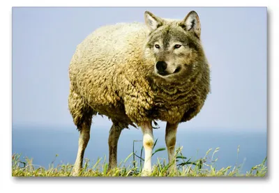 Produktbild von Premium Textil-Leinwand 90x60cm quer Premium Textil-Leinwand 90 cm x 60 cm quer Wolf im Schafspelz | Wandbild, HD-Bild auf Keilrahmen, Fertigbild auf hochwertigem Vlies, Leinwanddruck von Renate Bleicher