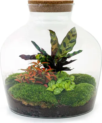 Produktbild von Diy Terrarium - Fat Joe Rood - ↕ 30 Cm