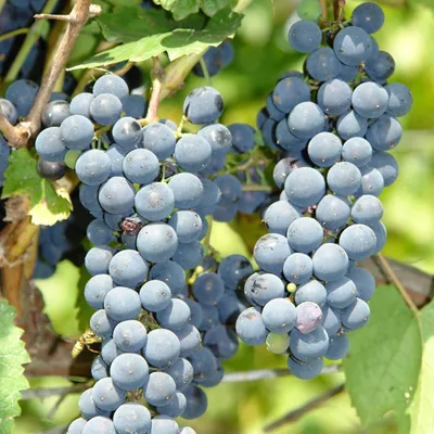 Zdjęcie produktu dla Winorośl Cascade 2L