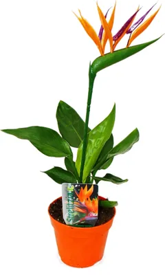 Image de Strelitzie - Oiseau de paradis fleur - pot de 12cm - avec ARTICLE fleur