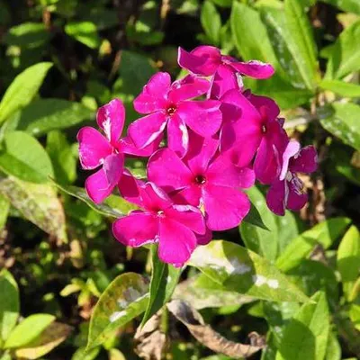 Image de 6 x Phlox paniculata 'Rijnstroom'  | Pot 9 cm x 9 cm