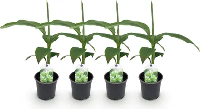 Image de Green boutiQ - Plante fruitière - Bananiers - Musa basjoo - Résistante au froid - 4 plants - Pot de 12 cm, hauteur 30 cm