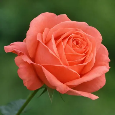 Immagine prodotto di 50 pezzi di semi di fiori di rosa rari - pianta ornamentale esclusiva per il giardino e la decorazione