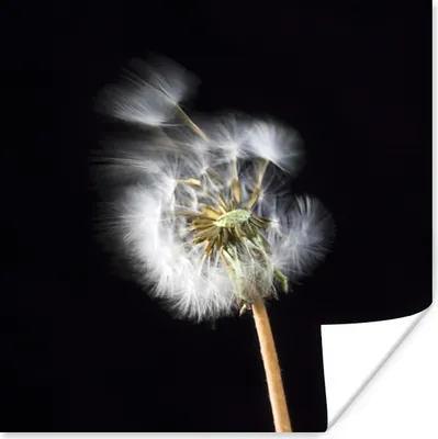 Produktbild von MuchoWow® Poster Eine Pollenblume auf schwarzem Hintergrund 100x100 cm - Babyzimmer