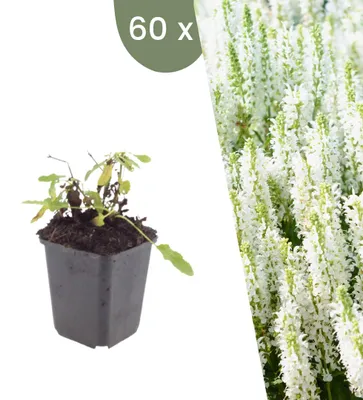 Produktbild von Plants by Frank | 60 Steppen-Salbei 'Schneehügel' Pflanzen | Salvia Nemorosa 'Schneehügel' | Stauden | Winterhart | Mehrjährig | Gartenpflanzen