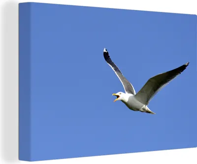Produktbild von OneMillionCanvasses® - Leinwandbilder - 140x90 cm, Schönes Bild einer fliegenden Heringsmöwe, Wandbilder Kunstdruck Wanddekoration - Foto auf Leinwand - Gemälde auf Holzrahmen