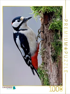 Produktbild von CALVENDO Puzzle Buntspecht | 1000 Teile Lege-Größe 64x48cm Foto-Puzzle für glückliche Stunden