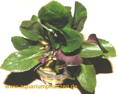 Produktbild von 1 Topf Lobelia cardinalis, scharlachrote Lobelie