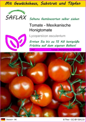 Produktbild von SAFLAX Anzucht Set - Tomate - Mexikanische Honigtomate - Lycopersicon esculentum - 10 Samen - Mit Mini-Gewächshaus, Anzuchtsubstrat und 2 Töpfen