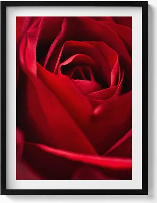 Produktbild von Nahaufnahme von roten Rosenblättern– Wandbild mit Rahmen – Gerahmtes Bild  – Wanddekoration – 60x80 cm –  Schwarz Rahmen