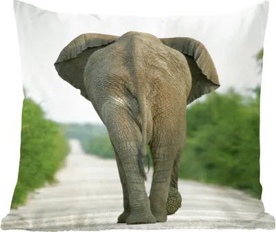 Produktbild von MuchoWow® Zierkissen Sofakissen Wohnzimmer Dekokissen 60x60 cm Elefant - Kröte - Tiere - Natur - Sitzfläche - Foto Polster
