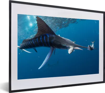 Produktbild von MuchoWow® MuchoWow® Gerahmtes Poster Schwertfisch - Blau - Wasser 40x30 cm - Poster mit zchwarzem Bilderrahmen - Bilderrahmen - Poster im Rahmen