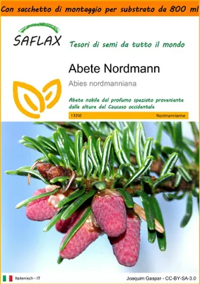 Immagine prodotto di SAFLAX Garden in the bag - Abete Nordmann - 20 semi - Abies