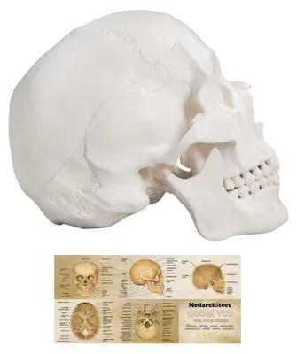Productafbeelding van Menselijk Skellet Model, Levensgroot Anatomisch Model