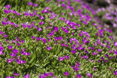 Produktbild von Delosperma sutherlandii, Mittagsblume, rosa Blüten, ca. 9x9 cm Topf
