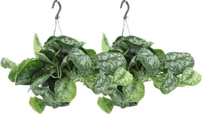 Produktbild von Efeutute Scindapsus pictus Trebie 2 Pflanzen Ø15cm ↕25cm Hängepflanze Silber