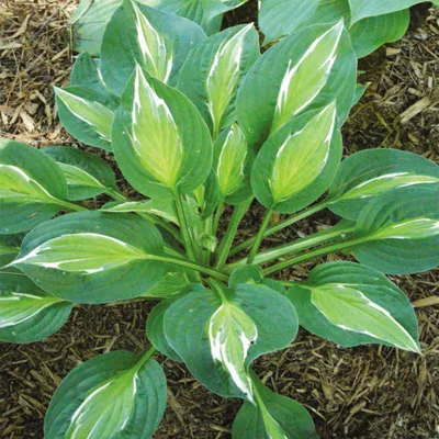 Produktbild von Funkie Hosta Knolle Schattenpflanzen Funkie Herzblattlilie Snake Eyes 1 St.