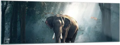 Produktbild von Bilder auf glas - elefant natur - 160x50cm - Glasbilder - Wandbilder - Kunstdruck - zum Aufhängen bereit - Wanddekoration aus Glas - Glas Bilder - Wandbild auf Glas - Einteilig - GAB160x50-3972