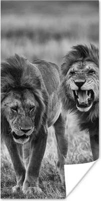Produktbild von MuchoWow® Poster Löwen - Schwarz - Weiß - Jagen 60x120 cm - Wandschmuck