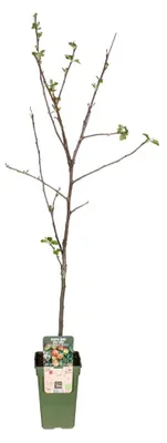 Immagine prodotto di Malus Domestica Jonagold - 50-60cm - Ø19cm - Pianta da giardino - Verdure e frutta