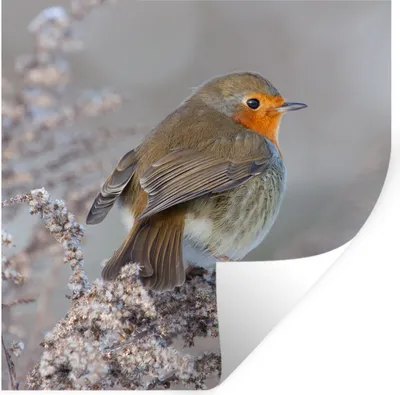 Produktbild von MuchoWow® Wandtattoo Wandsticker Wandaufkleber Winter - Rotkehlchen - Vogel 50x50 cm Selbstklebend und Repositionierbar - Selbstklebend - Fototapeten