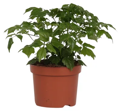 Immagine prodotto di Rademachera Sinica - 27cm - Ø12cm - Pianta d'appartamento - Sempreverde