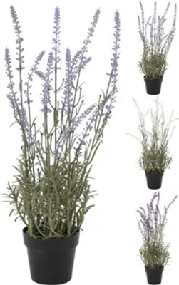 Obrázok produktu pre Rastlina levandule v kvetináči 46 cm assorted