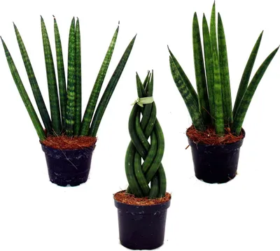 Immagine prodotto di Sansevieria cylindrica - Smart set di 3 in vaso da 6,5 cm - arco in canapa, lingua della suocera