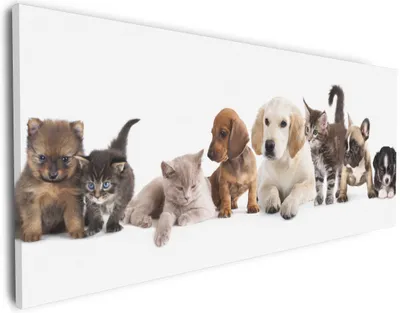 Produktbild von Wallario Premium Leinwandbild Hundewelpen und Katzenjunge in Größe 30 x 75 cm