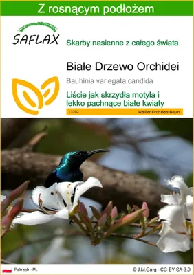 Zdjęcie produktu dla SAFLAX - Białe Drzewo Orchidei - 5 Nasiona - Z podłożem uprawowym wolnym od zarazków - Bauhinia variegata candida