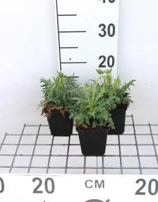 Produktbild von 6 x  Knautia arvensis - Witwenblume - Topf 9 x 9 cm