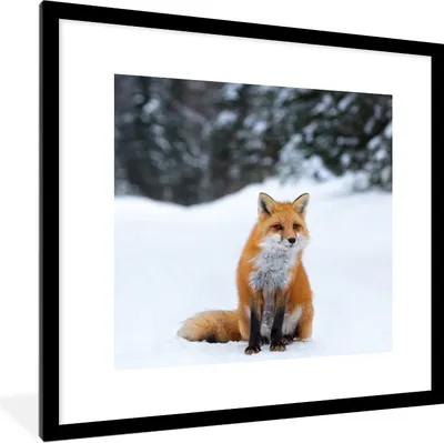 Produktbild von MuchoWow® Gerahmtes Poster Fuchs - Schnee - Wald 40x40 cm - Poster mit Schwarzem Bilderrahmen Wandposter Rahmen Foto Bilder - Poster - Plakat im Rahmen