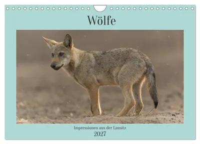 Immagine prodotto di Lupi, immagini dalla Lusazia (calendario da parete 2027, formato DIN A4 orizzontale), calendario mensile CALVENDO