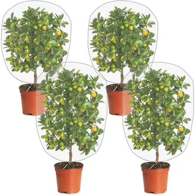 Produktbild von Vogelschutznetz 4 Stück mit Zugband - Gartennetz zur Pflanzenpflege