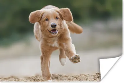 Produktbild von MuchoWow® Poster Ein Golden Retriever Welpe 120x80 cm - Bilder