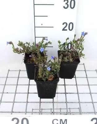 Obrázek produktu pro 6 x Lithodora dif. 'Heavenly Blue' - Scheinsteinsame - Topf 9 x 9 cm