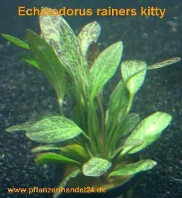Produktbild von 1 Topf Echinodorus Rainers kitty, Wasserpflanzen