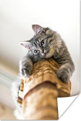 Produktbild von MuchoWow® Poster Katze - Kratzbaum - Grau 120x180 cm - Kunstposter