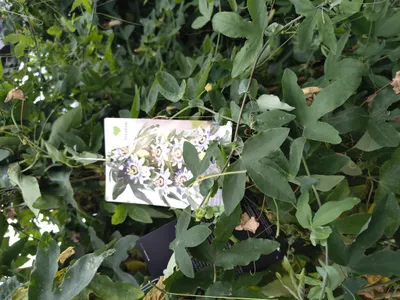 Produktbild von Passiflora caerulea 140-170 cm Blaue Passionsblume winterhart Pflanze Maracuja Blüten