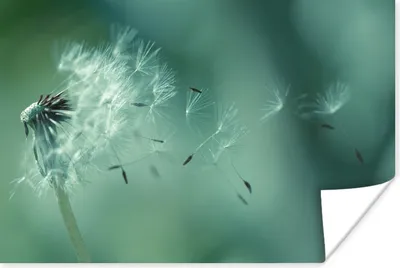 Produktbild von MuchoWow® Poster Saatgut - Löwenzahn - Abstrakt 120x80 cm - Bilder