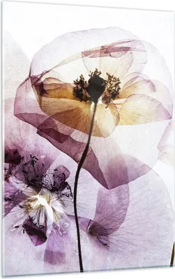 Produktbild von Bilder auf glas - Einteilig - blume sommer natur - 50x70cm - Glasbilder - Wandbilder - Bilder - zum Aufhängen bereit - Wanddekoration aus Glas - Glas Bilder - Wandbild auf Glas - GPA50x70-3821